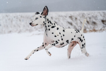 Dalmatian dog running free in snow in quebec canada