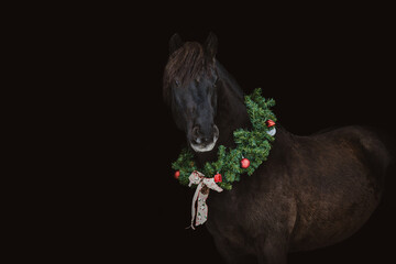 Black horse wearing christmas ornament for christmas holidays