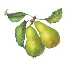 Fresh Conference pears. European pear tree branch with green leaves. Hand drawn watercolor painting illustration isolated on white background.	