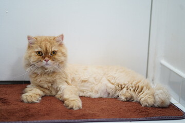 Fototapeta premium Fluffy ginger cat lounging on a soft mat near a white wall, showcasing bright eyes and a relaxed posture, perfect for pet-themed content