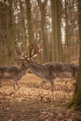 Vertical Side Portrait of Furry Brown Stag in Czech Republic. Shallow Depth of Field of Horned Animal in Europe. Fallow Deer in Brown Forest.