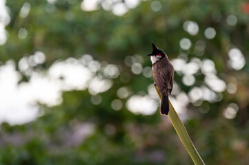 Red-whiskered Bulbul - Pycnonotus jocosus, beautiful colored perching bird, Mauritius island.