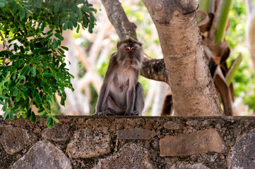 Javanese macaque sitting on stone wall in Mauritius