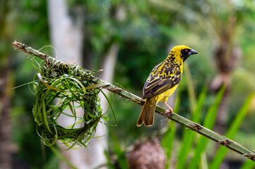 A southern masked weaver (Ploceus velatus) weaving a nest in a tree
