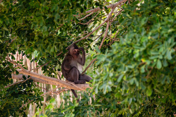 avanese macaque perched on tree branch in Mauritius forest