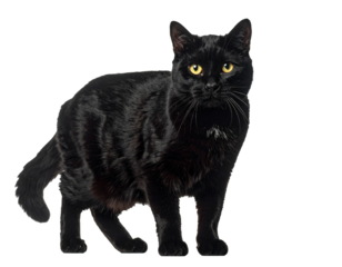 Schwarze Katze Nahaufnahme – freigestellt auf weißem Hintergrund