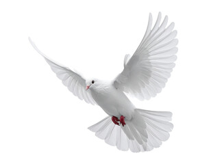 Obraz premium Weiße Taube der Freiheit – isolierter Freisteller auf weißem Hintergrund