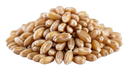 Pile of Wheat Grains Isolated on White