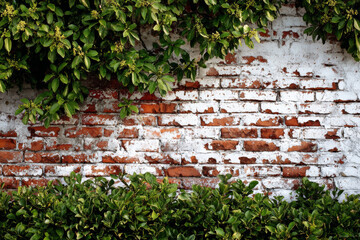 Red and white old brick wall with green hedge, summer day, copy space, background, texture