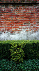 Red and white old brick wall with green hedge, summer day, copy space, background, texture