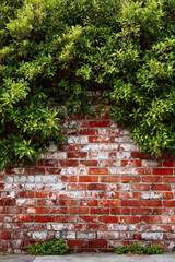 Red and white old brick wall with green hedge, summer day, copy space, background, texture
