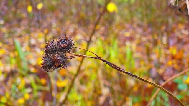 Dry burdock burrs on a stem against the backdrop of yellowed forest in autumn