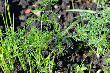 Young onions and dill in the garden after a rain in spring