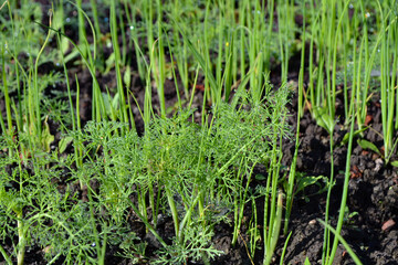 Young onions and dill in the garden after a rain in spring