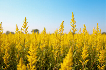 Vibrant field of yellow flowers symbolizing arrival of spring. Nature landscape for Basant Panchami.
