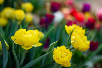 Fototapeta premium Colorful Tulips Bloom in Spring Garden