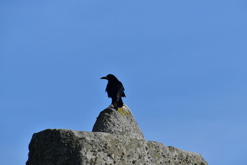 Fragment of a top part megalithic stone with a crow perching on the notch at Stonehenge (Salisbury) against blue sky, England, UK © Olya GY