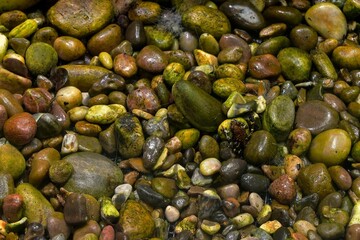 Top view of a frog hidden among wet stones