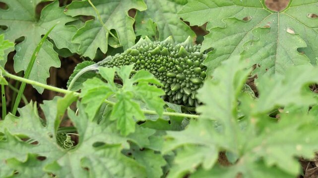 Green bitter gourd on the farming field. Bitter Melon growing in a farm.
