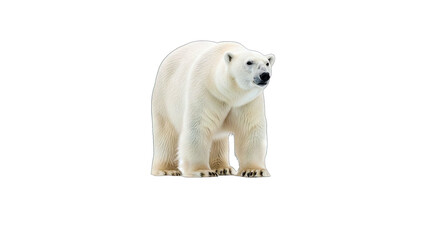 Polar Bear Standing Isolated on White Background