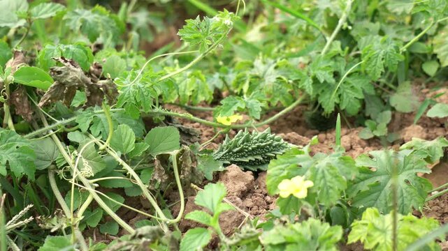 Fresh bitter gourd on the farming field. Bitter gourd (bitter melon) with plant.