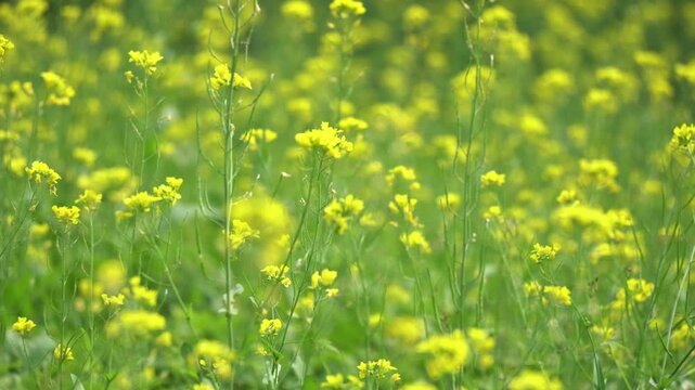 Mustard flower field is fully bloomed in winter. 