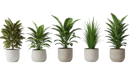 Serene Green Collection: An array of vibrant, potted houseplants, showcasing nature's beauty and bringing a touch of the outdoors into any space. 