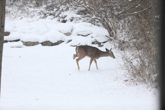 Three Legged Deer