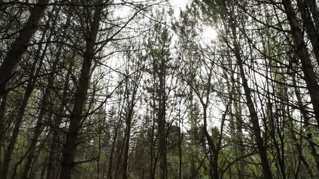 Description: Tilt down from sunny treetops to forest floor revealing camouflaged sniper lying in ambush. Soldier with rifle hides in trench among pine trees waiting for enemy.

