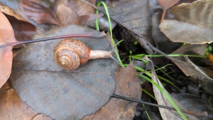 A small brown garden snail (Cornu aspersum) crawling on a wet, fallen autumn leaf in the forest.