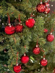 Close-up macro view of a Christmas tree decorated with shiny red baubles and festive lights. Perfect for Christmas, holiday, winter and seasonal design projects
