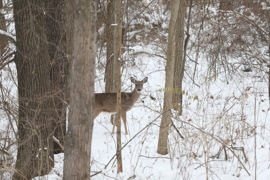 Three Legged Deer