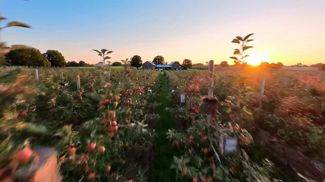 Organic farming methods grow the cinematic drone shots of apple bio