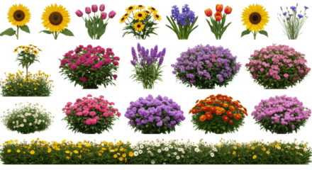 Muted sunflowers, tulips, roses, dahlias, and diverse garden flowers with lush foliage, isolated on a transparent studio background with copy space. Concept for botanical design assets