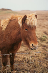 Obraz premium Full Body Profile of a Strong Icelandic Horse in an Open Field