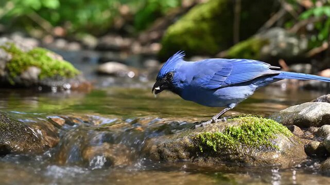 Blue cardinal drinking water at small woodland stream. A vibrant blue cardinal drinking from a gentle woodland stream surrounded by lush greenery.