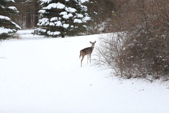 Three Legged Deer