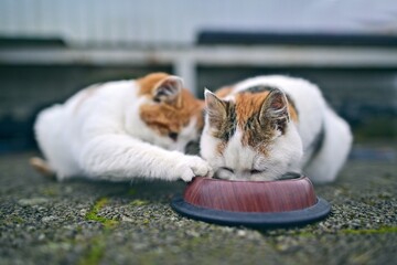 Closeup of two street kitten eating cat food from dish. Horizontal image with selective focus.	