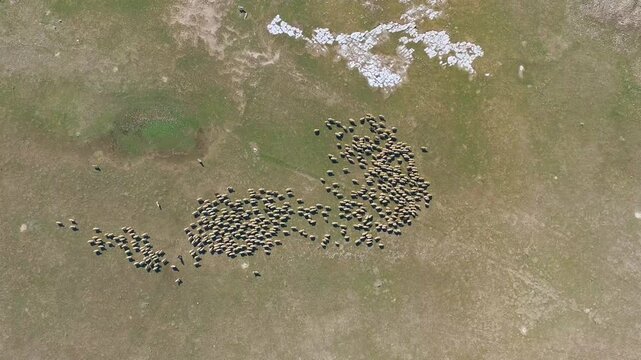 Aerial drone view of sheep flock with shepherd dog and Ovis aries in barren treeless steppe. Canis lupus familiaris guides the moving herd across open dry plains under calm steppe conditions.