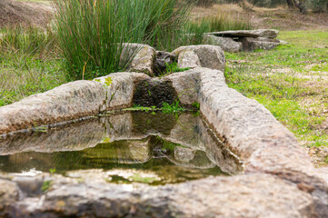 Close-up of Ancient Granite Water Trough with Stagnant Water and Vegetation Reflections.