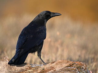 a black crow in the mountain
