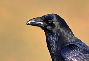 a black crow in the mountain