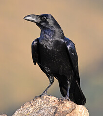 Obraz premium a black crow in the mountain