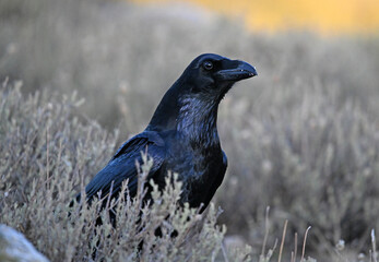 a black crow in the mountain