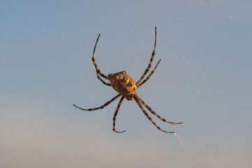 Spider Argiope lobata with bokeh waiting for its prey patiently