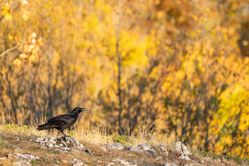 Obraz premium Common Raven Corvus corax in the wild