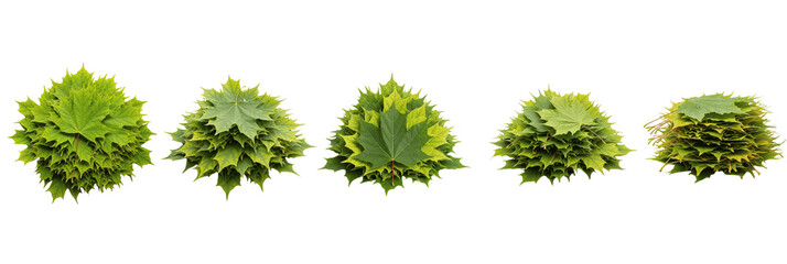Piles of Green and Yellow Maple Leaves, Isolated Summer Foliage Element with Oil Paint Texture (PNG)