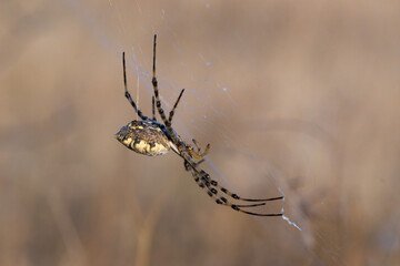 Spider Argiope lobata with bokeh waiting for its prey patiently