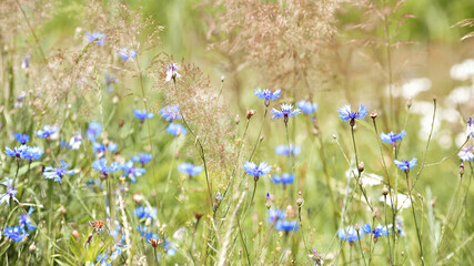Cornflower, Centaurea cyanus Rare flower of Arable Fields. blue wildflowers, natural floral...