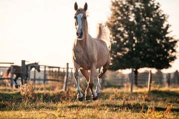 Palomino Stute © ScullyPictures